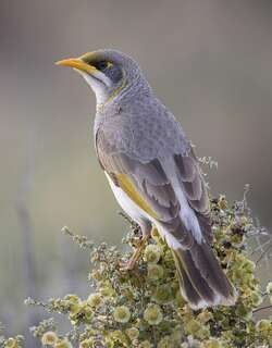 黄喉矿吸蜜鸟 / Yellow-throated Miner / Manorina flavigula