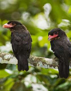 乌暗阔嘴鸟 / Dusky Broadbill / Corydon sumatranus