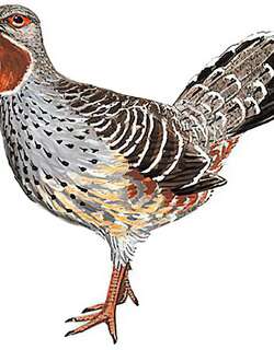 雉鹑 / Verreaux’s Monal-Partridge / Tetraophasis obscurus