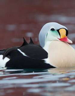 王绒鸭 / King Eider / Somateria spectabilis