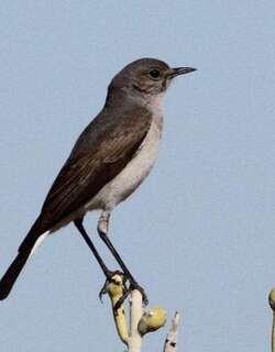 施氏岩䳭 / Karoo Chat / Emarginata schlegelii
