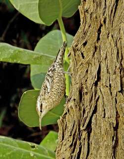 亚洲斑旋木雀 / Indian Spotted Creeper / Salpornis spilonota