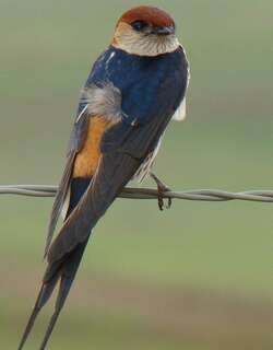 大纹燕 / Greater Striped Swallow / Cecropis cucullata