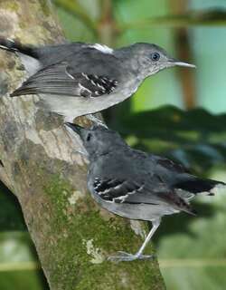 斑尾蚁鸟 / Band-tailed Antbird / Hypocnemoides maculicauda