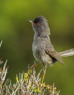马氏林莺 / Marmora’s Warbler / Curruca sarda