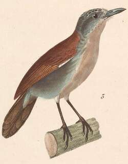 白胸穗鹛 / White-breasted Babbler / Stachyris grammiceps