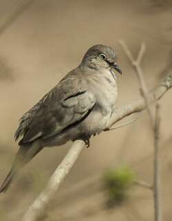 白翅地鸠 / Picui Ground Dove / Columbina picui