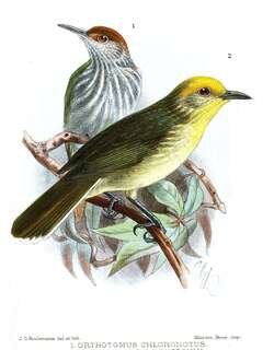 绿背缝叶莺 / Trilling Tailorbird / Orthotomus chloronotus
