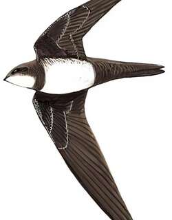 高山雨燕 / Alpine Swift / Tachymarptis melba