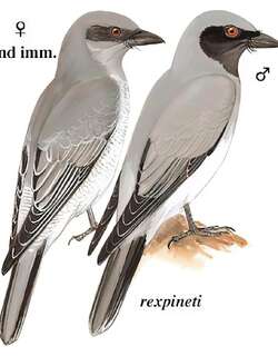 大鹃鵙 / Large Cuckooshrike / Coracina macei