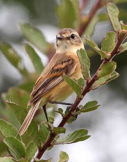 须多斑霸鹟 / Bearded Tachuri / Polystictus pectoralis