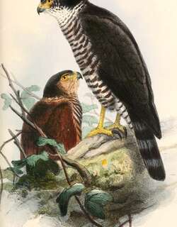 半领鹰 / Semicollared Hawk / Accipiter collaris