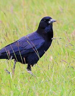 海角鸦 / Cape Crow / Corvus capensis