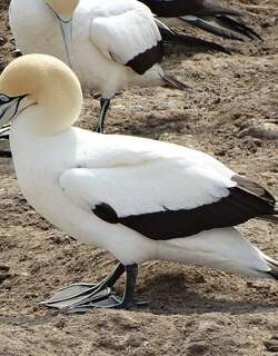 南非鲣鸟 / Cape Gannet / Morus capensis