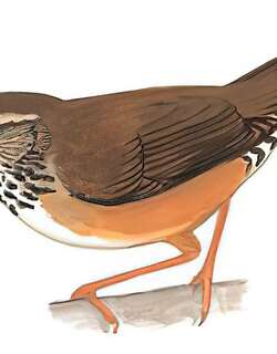 北短翅莺 / Baikal Bush Warbler / Locustella davidi