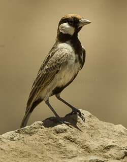 白颊雀百灵 / Fischer’s Sparrow-Lark / Eremopterix leucopareia