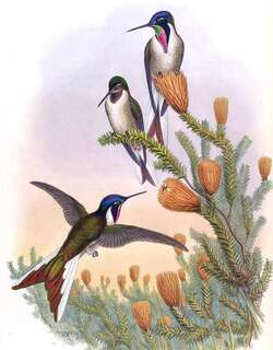 须蜂鸟 / Bearded Mountaineer / Oreonympha nobilis