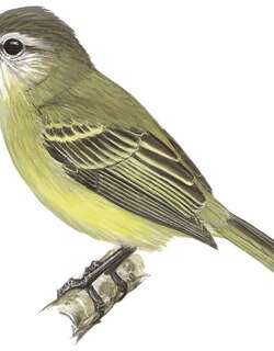 央葛斯小霸鹟 / Yungas Tyrannulet / Phyllomyias weedeni