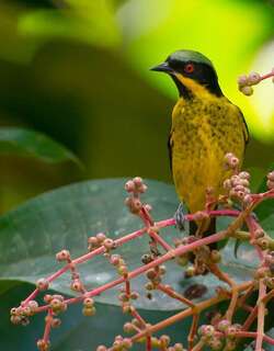 黄腹锥嘴雀 / Yellow-bellied Dacnis / Dacnis flaviventer