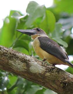 大嘴翡翠 / Great-billed Kingfisher / Pelargopsis melanorhyncha