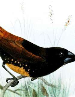 太平洋文鸟 / Buff-bellied Mannikin / Lonchura melaena
