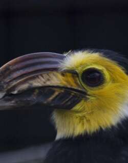 白颊犀鸟 / Sulawesi Hornbill / Rhabdotorrhinus exarhatus