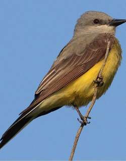 西王霸鹟 / Western Kingbird / Tyrannus verticalis