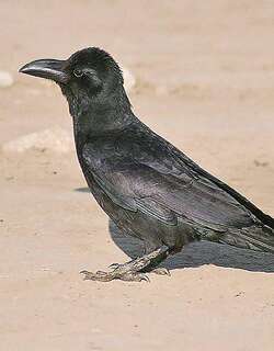 印度丛林鸦 / Indian Jungle Crow / Corvus culminatus