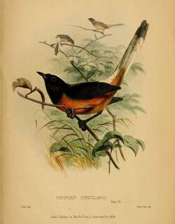 白顶鹊鸲 / White-crowned Shama / Copsychus stricklandii