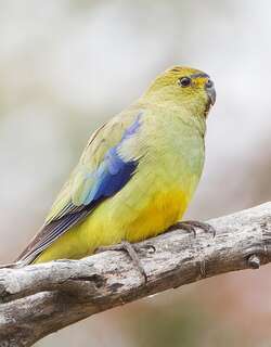 蓝翅鹦鹉 / Blue-winged Parrot / Neophema chrysostoma