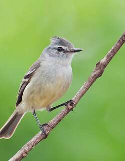 白冠姬霸鹟 / White-crested Tyrannulet / Serpophaga subcristata