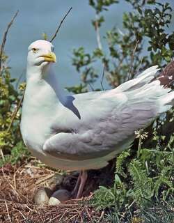 美洲银鸥 / American Herring Gull / Larus smithsonianus