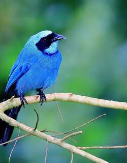青绿蓝头鹊 / Turquoise Jay / Cyanolyca turcosa