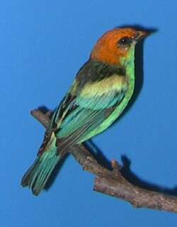 黑背唐加拉雀 / Black-backed Tanager / Stilpnia peruviana