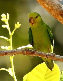 乌嘴鹦哥 / Dusky-billed Parrotlet / Forpus modestus