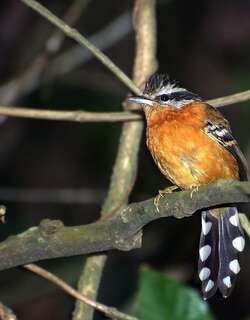 赤褐蚁鸟 / Ferruginous Antbird / Drymophila ferruginea