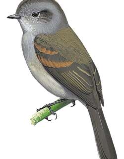 巴塔唧霸鹟 / Patagonian Tyrant / Colorhamphus parvirostris