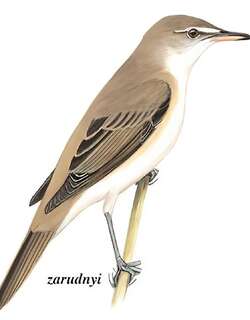 大苇莺 / Great Reed Warbler / Acrocephalus arundinaceus