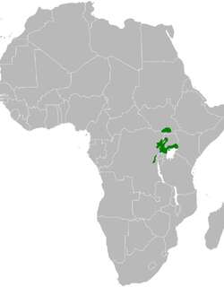 托罗绿旋木鹎 / Toro Olive Greenbul / Phyllastrephus hypochloris