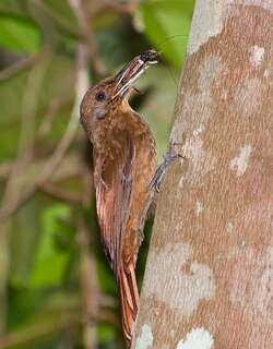 鸫䴕雀 / Plain-winged Woodcreeper / Dendrocincla turdina