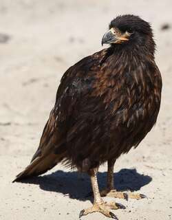 红腿巨隼 / Striated Caracara / Phalcoboenus australis