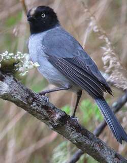 黑头拟雀 / Black-headed Hemispingus / Pseudospingus verticalis