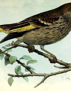 金翅蜡嘴雀 / Socotra Golden-winged Grosbeak / Rhynchostruthus socotranus