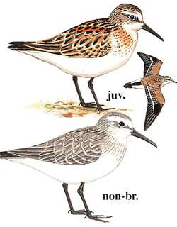 西方滨鹬 / Western Sandpiper / Calidris mauri