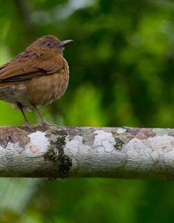 豪氏鸫 / Hauxwell’s Thrush / Turdus hauxwelli