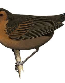 布岛草莺 / Bougainville Thicketbird / Cincloramphus llaneae