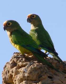 粉额鹦哥 / Peach-fronted Parakeet / Eupsittula aurea
