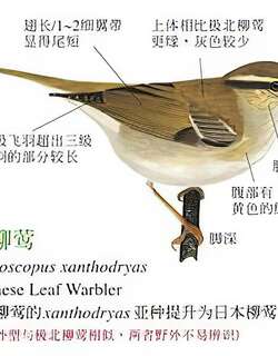 日本柳莺 / Japanese Leaf Warbler / Phylloscopus xanthodryas