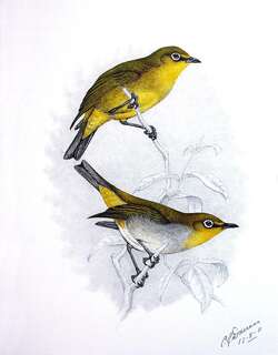 南非绣眼鸟 / Cape White-eye / Zosterops virens