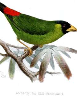 黑脸鹦雀 / Pink-billed Parrotfinch / Erythrura kleinschmidti